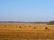Golden harvested cereal field, straw bales, autumn agriculture b