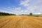 Golden harvested field