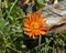 Golden hawk`s-beard flower with orange blossom in the mountains