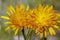 Golden Hawksbeard