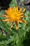 Golden hawksbeard Crepis aurea, orange flower close-up