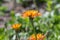 Golden hawksbeard Crepis aurea, orange flowers