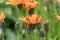 Golden hawksbeard Crepis aurea, orange flowers in the sun