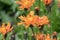 Golden hawksbeard, Crepis aurea,  orange-red alpine wild flower