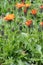 Golden hawksbeard, Crepis aurea,  orange-red alpine wild plants