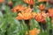 Golden hawksbeard Crepis aurea, some orange flowers in the sun