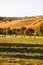 Golden hay bales. Agricultural parcels of different crops and hay roll