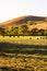 Golden hay bales. Agricultural parcels of different crops and hay roll