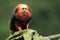 Golden-headed lion tamarin