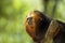 Golden-headed Lion Tamarin