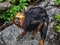 Golden-headed lion tamarin on the stone 1