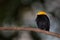 A Golden headed Manakin perched on a branch.