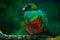 Golden-headed Quetzal, Pharomachrus auriceps, Ecuador.