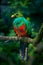 Golden-headed Quetzal, Pharomachrus auriceps, Ecuador. Magical colorful bird from dark tropical forest