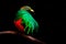 Golden-headed Quetzal, Pharomachrus auriceps, Ecuador. Magical colorful bird from dark tropical forest. Shiny glossy bird in dark