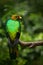 Golden-headed Quetzal, Pharomachrus auriceps, Ecuador. Tropic exotic bird in the forest. Wildlife Amazon.