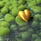 Golden heart lying on mossy heart shaped stones beside a pond, water surface