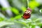 Golden Helicon Butterfly Heliconius Hecale on Green Leaf