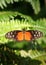 Golden Helicon Butterfly standing on the fern leaf