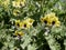 The Golden henbane flowers in Sunny spring day. Hyoscyamus aureus.