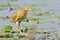 Golden heron -ardeola ralloides