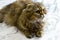 Golden Highland fluffy chinchilla cat on marble background