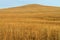 Golden hillside, tall prairie grasses, Kansas