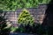 Golden hinoki cypress in the sun stand out against dark brick wall