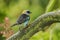 Golden-hooded Tanager