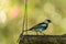 Golden Hooded Tanager