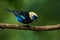 Golden-hooded Tanager