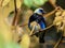 Golden-hooded tanager