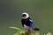 Golden-hooded Tanager  837560