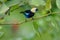 A Golden-hooded Tanager in the Arenal National Park