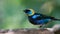 Golden hooded tanager Tangara larvata.