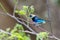 Golden hooded tanager -Tangara larvata