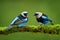 Golden-hooded Tanager, Tangara larvata, exotic tropical blue bird with gold head from Costa Rica. Wildlife scene from nature.