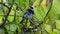 Golden-hooded Tanager - Tangara larvata medium-sized passerine bird. This tanager is a resident breeder from southern Mexico