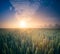 Golden Horizons: Majestic Summer Sunrise over Countryside Wheat Field