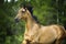 Golden horse akhal-teke portrait in motion in summer