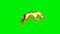 Golden horse kicking wildly, seamless loop, Green Screen