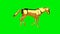 Golden horse running, seamless loop, Green Screen