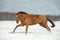 Golden horse in winter field