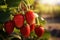 Golden hour beauty Ripe strawberries growing on a branch