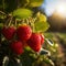 Golden hour beauty Ripe strawberries growing on a branch