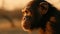 Golden Hour Chimp: National Geographic\\\'s Stunning Shot On Agfa Vista