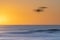 Golden hour coastal abstract with blurred image bird flying through