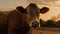 Golden Hour Cow: National Geographic\\\'s Agfa Vista Shot