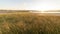 Golden hour at De Slufter, a nature reserve on Texel.