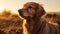 Golden Hour Dog Wallpaper With Anamorphic Lens Flare